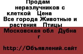 Продам 2 неразлучников с клеткой › Цена ­ 2 500 - Все города Животные и растения » Птицы   . Московская обл.,Дубна г.